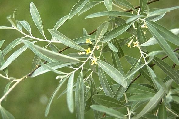 Flowers / fruit: inconspicuous white and yellow flowers, small and fragrant, hidden by foliage. Produce small olives ½ long, yellow with silver fuzz, turning red.