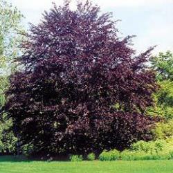 European Beech Latin Name: Fagus sylvatica Status: Introduced species Habit & : oval to round, uniform crown; 30-60 ft tall :