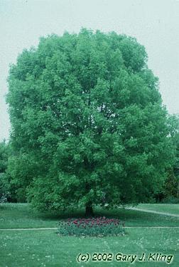 White Ash Latin Name: Fraxinus americana Habit & : round, irregular crown, as wide as it is tall; 50-80 ft tall : opposite, pinnately compound with 5-9 ovate leaflets, serrated margins.
