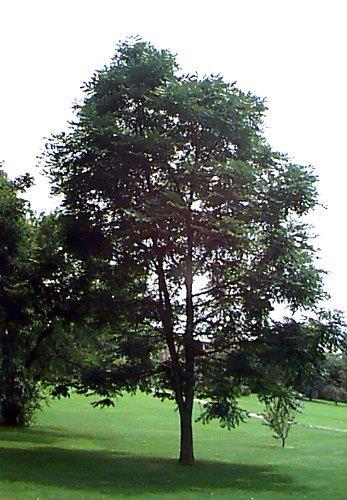 Latin Name: Gymnocladus dioicus Kentucky Coffee Tree Habit & : oval crown with coarse, picturesque branching, 40-50 ft tall : alternate, very large bipinnately compound leaves with 6-14 pinnae each