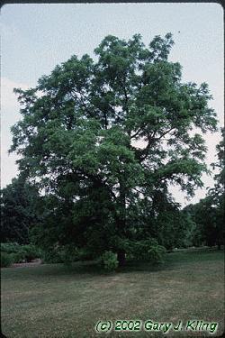 Black Walnut Latin Name: Juglans nigra Habit & : round to oval crown with relatively sparse branching; 50-75 ft tall : alternate, large pinnately compound leaf with 15-23 leaflets, emit odour when