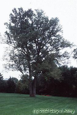 Latin Name: Populus deltoides Eastern Cottonwood Habit & : rounded to irregular with age; 75-100 ft tall : alternate, simple, large leaves 4-5, delta shaped and pointed with serrations, glossy dark