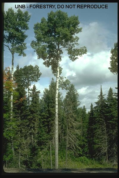 Latin Name: Populus tremuloides Trembling Aspen Habit & : usually a straight, single leader without major branching until 20ft or higher, rounded crown; 40-50 ft tall : alternate, simple, medium