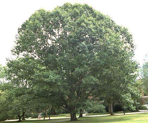 Red Oak Latin Name: Quercus rubra Habit & : large, rounded crown; 60-80 ft tall : alternate, simple, sharp lobes, glossy dark green.
