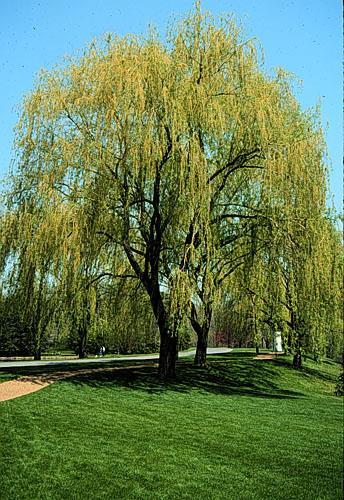 Latin Name: Salix alba Tristis Weeping Willow Status: Introduced species Habit & : rounded with drooping branches that hang to the ground; 50-75 ft tall : skinny, pointed,