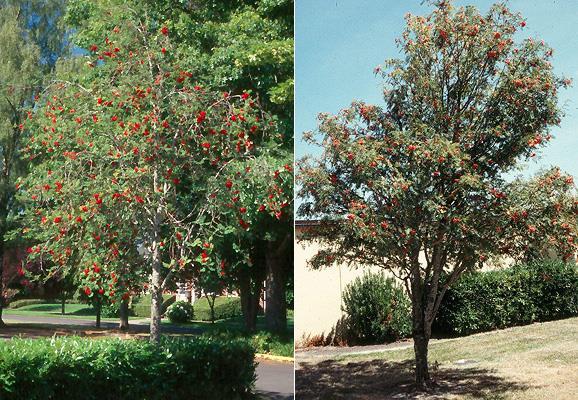 Latin Name: Sorbus aucuparia European Mountainash Status: Introduced species Habit & : oval crown with short main trunk; 20-40 ft tall : alternate, pinnately compound with 9-15 elliptical leaflets,