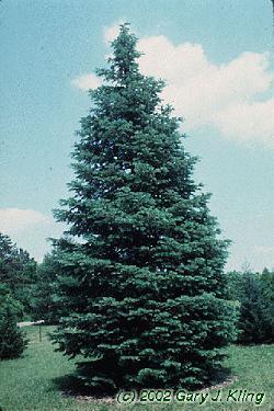 White Fir Latin Name: Abies concolor Habit & : Pyramidal conifer, 30 50 ft tall Foliage: flat needles 2-3 long, curve up and out, slightly blue tinge, with 2 white lines on underside.