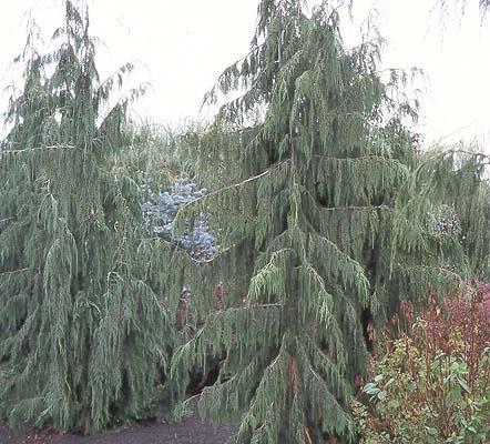 Weeping Cypress Latin Name: Chamaecyparis nootkatensis Pendula Status: native to British Columbia, naturalized in Ontario Habit & : pyramidal, evergreen, tertiary