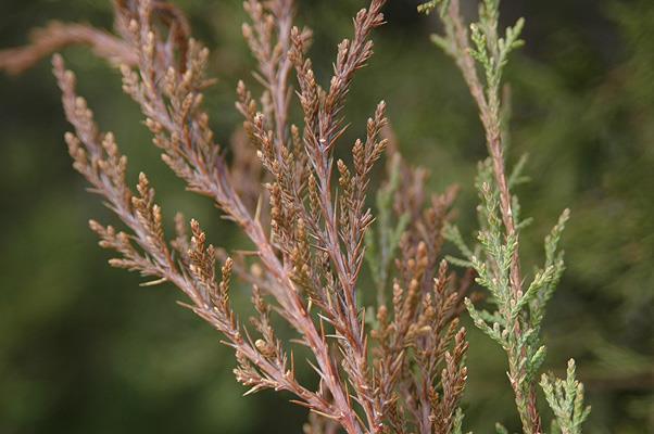 Stems: new growth reddish-brown, distinct cedar smell Flowers / fruit: flowers on male plants tiny, round cones.