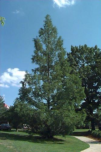 Latin Name: Metasequoia glyptostroboides Dawn Redwood Status: Introduced species Habit & : pyramidal and formal, with a single straight trunk, noticeably tapering from base to tip, branches grow