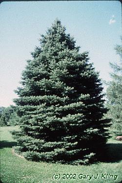 Blue Spruce Latin Name: Picea pungens Status: Native to western North America Habit & : pyramidal and conical, 30-60 ft tall Foliage: evergreen; firm, sharp needles are longer than Picea glauca and