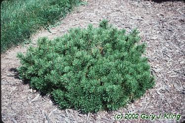 Mugo Pine Latin Name: Pinus mugo Status: Introduced species Habit & : a dwarf variety, small bushy tree rarely over 5 ft tall, broad-rounded, dense and slow growing Foliage: evergreen, stiff and