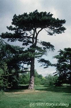 Austrian Pine Latin Name: Pinus nigra Status: Introduced species Habit & : pyramidal in youth becoming broad, flat-topped, spreading in maturity; 25-50 ft tall Foliage: evergreen, long needles in