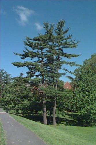 White Pine Latin Name: Pinus strobus Habit & : symmetric and pyramidal in youth, becoming irregular and wind-swept with horizontal lateral branches, losing all lower branches eventually; 30-60 ft