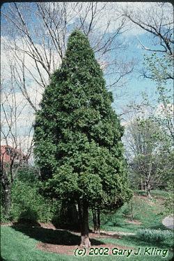 Cedar Latin Name: Thuja occidentalis Habit & : conical, often with multiple trunks; 25-40 ft tall Foliage: flat scales, dark green.