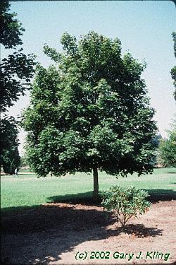 Norway Maple Latin Name: Acer platanoides Status: Introduced species Habit & : round crown, very dense foliage, 35-50 ft : opposite, simple, very large for maple, 5 lobed and pointed, milky sap on