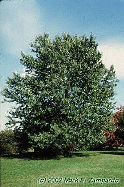 Silver Maple Latin Name: Acer saccharinum Habit & : large ovate crown, 80-100 ft tall : : opposite, simple, lobes are sharp & pointed, usually 5 lobes; bright green above, very silver underneath;