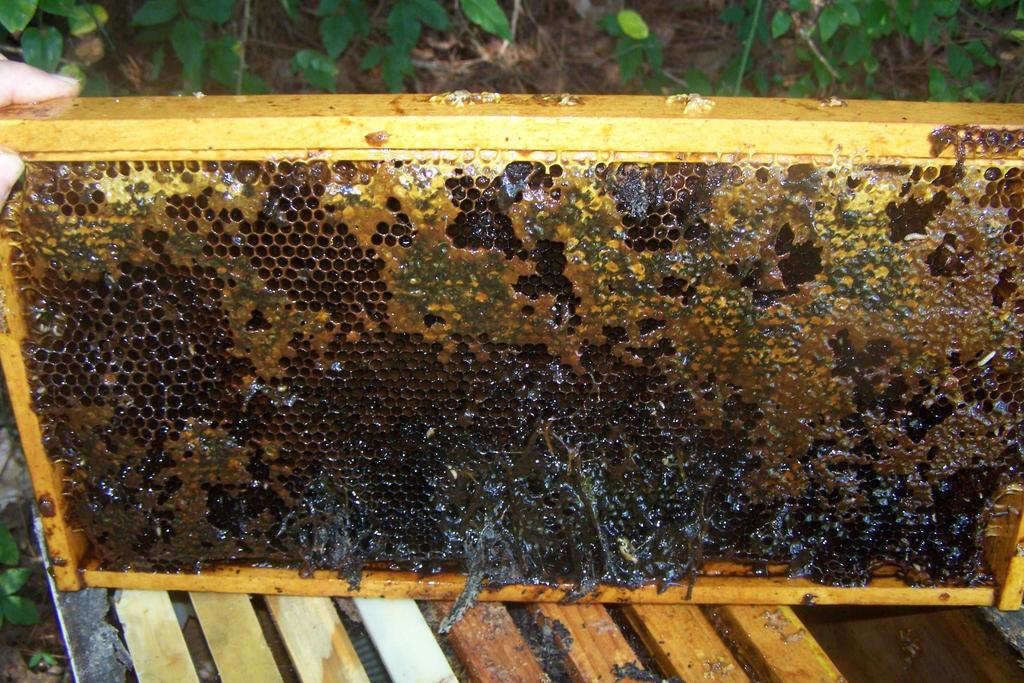 The bees are likely to leave and even robber bees don t want the fermented honey.