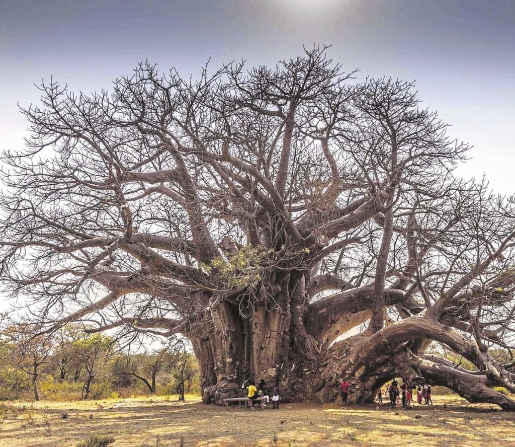 Natuur Die Sagole Kremetart (ook Sagole Big Tree, Muri kunguluwa (die boom wat brul), of Muvhuyu wa Makhadzi) is die grootste kremetart (Baobab, Adansonia digitata) in Suid-Afrika.