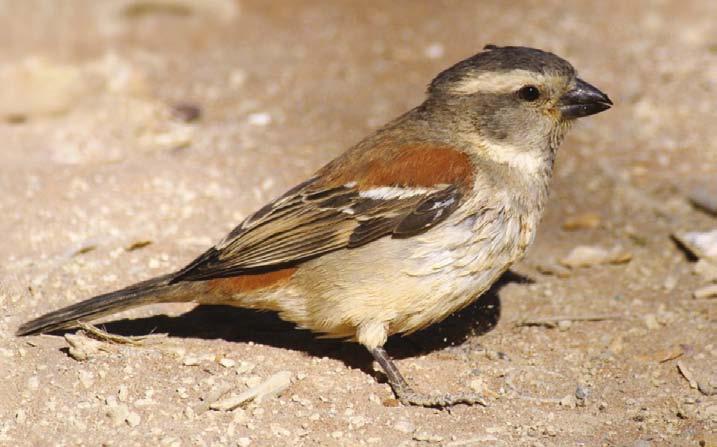 Natuur Janie van Heerden Die Gryskopmossie (Greyheaded Sparrow) is n Afrika-voëltjie