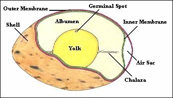 Eggs The Structure of Eggs OUTER SHELL: Color of shell is determined by the bread of the hen AIR CELL: