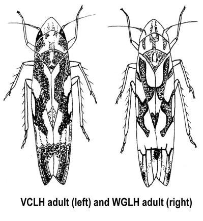 Leafhoppers (Virginia creeper leafhopper, Erythroneura ziczac Walsh) (Western grape leafhopper, E.