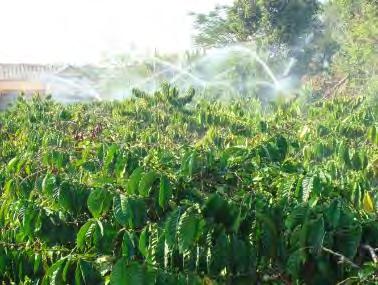 UNIT 3: IRRIGATION FOR COFFEE TREES 1.