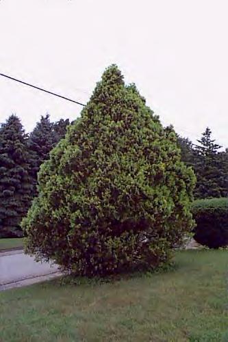 American Arborvitae (Thuja occidentalis) 20' to 30' tall and 10' to 15' wide, conical shape, single-or