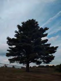 White Pine (Pinus strobus) 50 to 80' tall by
