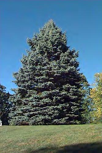 Colorado Blue Spruce (Picea pungens) 30' to 60' tall by 10' to 20' spread, narrow, dense, conical shape, opens with age. Slow growth rate.