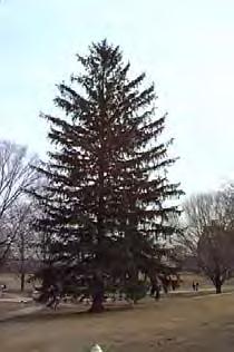 Norway Spruce (Picea abies) Conical shape, 40' to 60' tall