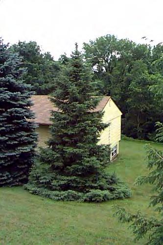 White Spruce (Picea glauca) Narrow conical form, 40' to 60' tall and 10' to 20' wide, dense when young, more loose and
