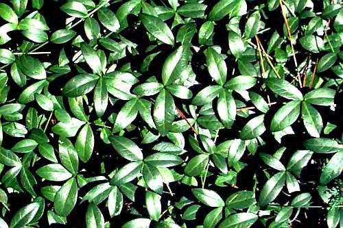 Periwinkle (Vinca minor) Evergreen low trailing groundcover 3" to 6" tall, spreads many feet Prefers partial shade, tends to