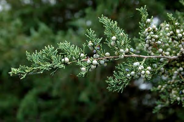 Eastern Red Cedar (Juniperus virginiana) 40-50 x 8-20 aromatic evergreen, broad pyramid to dense column.