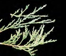 Rich green scale-like prickly (browse resistant) foliage, closely pressed to stem and overlapping, with strong cedar scent to them Male