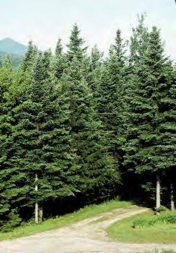 Balsam Fir (Abies balsamea) 50' to 60' tall by 20' to 30' wide, slow growth rate. Slender, conical shape, fine to medium texture. Dark, shiny green needles up to 1, resinous buds.