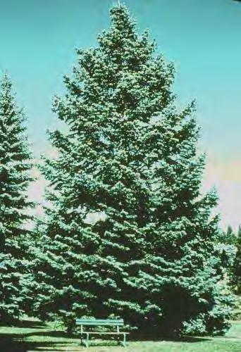 Concolor Fir (Abies concolor) Evergreen tree, 50' to 75' tall by 20' to 30' wide, slow to medium growth rate.