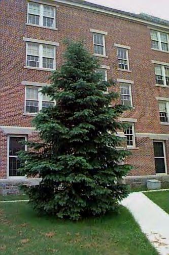 Douglas Fir (Pseudotsuga menziesii) Large evergreen tree with conical form, 60' to 80' tall in cultivation,