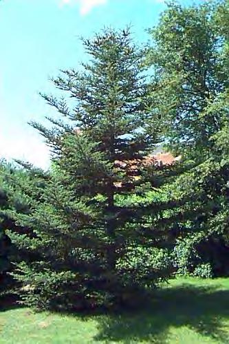 Fraser Fir (Abies fraseri) Evergreen tree, 30' to 40' tall by 20' to 25' wide, pyramidal shape with
