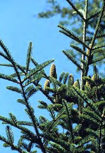 Pine-scented dark green needles, ½ to 1" long, densely covering stem. Resinous buds.