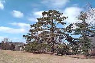 Austrian Pine (Pinus nigra) 50' to 70' by 20' to 40' wide evergreen tree,