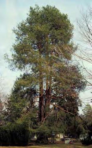 Scotch Pine (Pinus sylvestris) Evergreen tree 30' to 50', almost the same in width, horizontal