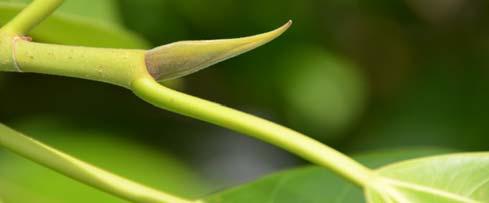 Ficus benghalensis Common Names: Banyan, Banyan Fig, Banyan Tree Synonyms: Ficus indica, F.