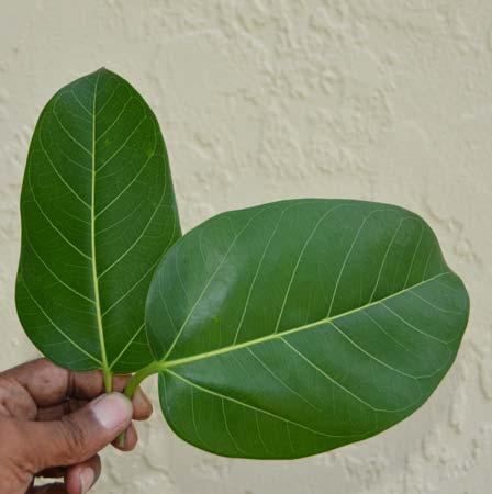 12 Ficus benghalensis