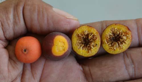 Maturing oblate fruits,
