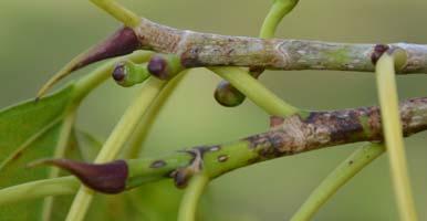 Ficus citrifolia Common Names: Shortleaf Fig, Wild Banyan Synonyms: Ficus brevifolia, F. citrifolia var. brevifolia, F. eximia, F. gigantean, F. hemsleyana, F. laevigata, F. laevigata var.