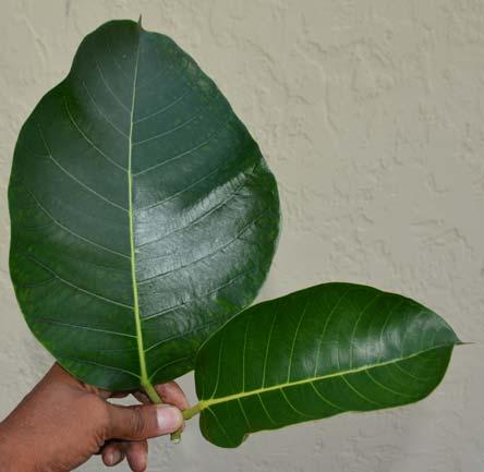 22 Ficus drupacea Leaf