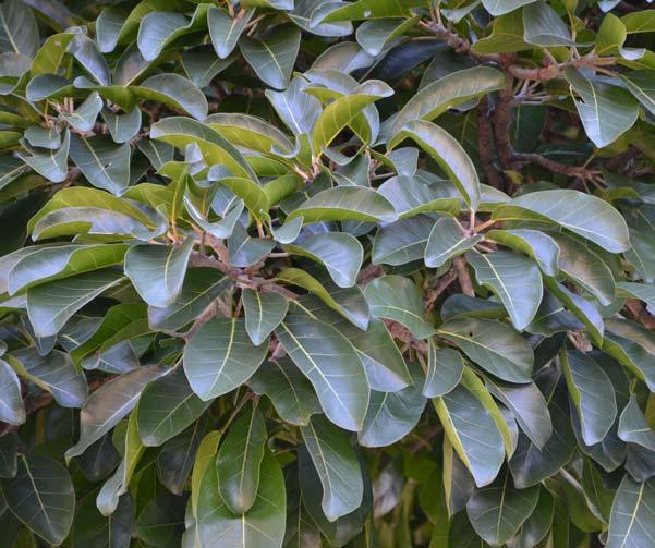 26 Ficus lutea