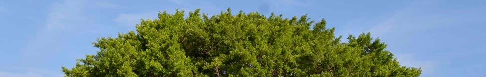 Ficus microcarpa Common Names: Indian Laurel, Cuban Laurel, Laurel Tree, Chinese Banyan Synonyms: Ficus microcarpa var. latifolia, F. nitida, F. retusa, Urostigma accedens var.