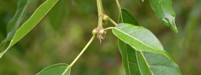 Ficus virens Common Names: Spotted Fig Synonyms: Ficus carolinensis. F. glabella, F. infectoria, F. lacor, F.